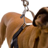 Black Freedom No-Pull Harness (Item #818557021528)