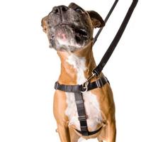 Black Freedom No-Pull Harness (Item #818557021870)