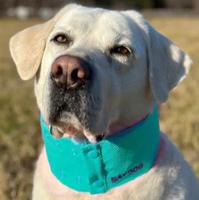 Arctic Bay Cooling Dog Collar (Item #850053133824)