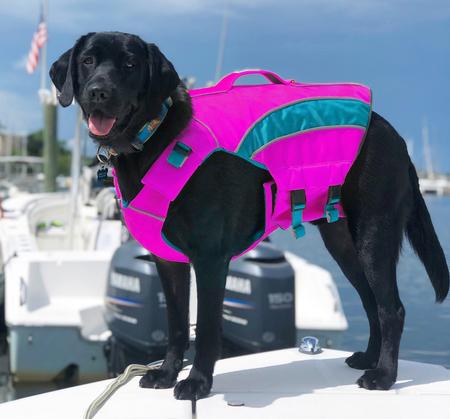 Pink Monterey Bay Dog Lifejacket